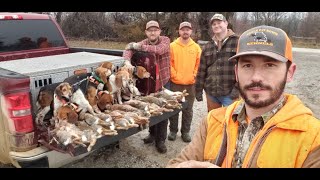 Rabbit Hunting with beagles January 27 2024 Limits 24 Big Missouri Rabbits [upl. by Angid]