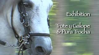 PASO FINO GRAND PRIX HORSE SHOW  FLORIDA [upl. by Stenger]