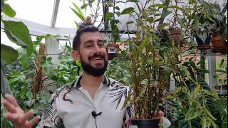 Begonia Amphioxus the houseplant that looks poisonous but isnt [upl. by Farmer]