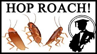 Origins Of The Dancing Cockroach Meme [upl. by Claybourne942]