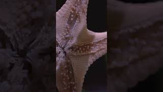 Starfish Facts You Didnt Know Abou [upl. by Alaine]