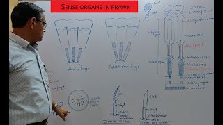 Sense organs in Palaemon Prawn [upl. by Lalib]