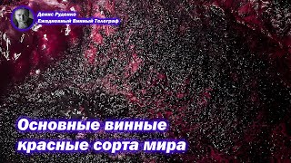 Основные винные красные сорта винограда [upl. by Aible]