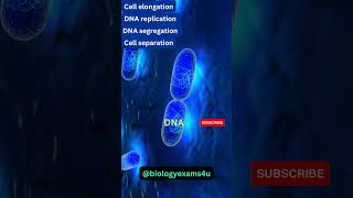 Binary Fission in Bacteria 3D Animation  Microbiology biologyexams4u [upl. by Drahnreb]