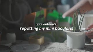 repotting my mini bacularis timelapse  quaranthings [upl. by Rotkiv]