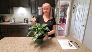 HOW TO TAKE CARE OF A ZEBRA PLANT quotAPHELANDRA SQUARROSAquot [upl. by Llerrac]