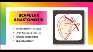 Scapular Anastomosis Anatomy Simplified  Upper Limb [upl. by Navoj236]