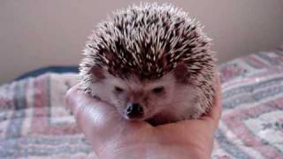 Daisy the Hedgehog wakes up in my hand [upl. by Macmullin]