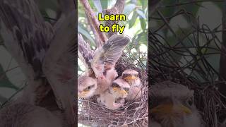 Baby birds learn to fly [upl. by Chasse]