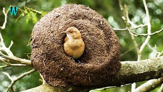 The Rufous Hornero Nesting  Engineer Bird Nesting [upl. by Nattie24]