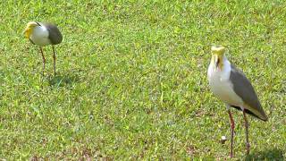 Masked Lapwing alarm call [upl. by Yseulte]