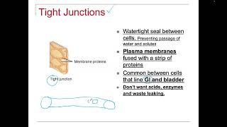 Tissue Types Cell Junctions Tight junctions Desmosomes Gap Junctions Intestinal Permeability [upl. by Ozzy]