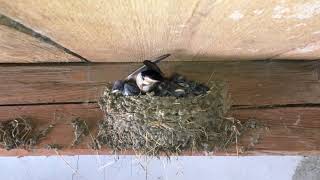 Lastovička obyčajná  Barn swallow  Hirundo rustica [upl. by Hairas]