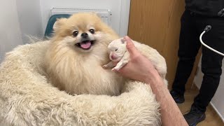 2 week update  My Pomeranian had a puppy [upl. by Markman]