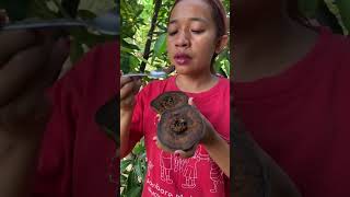 Buah puding coklat atau blacksapote blacksapote [upl. by Leverick26]