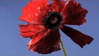 Poppy Papaver orientale flower opening time lapse [upl. by Doley190]