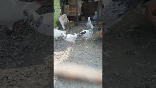 Chla gya chod ke Saharanpuri Pigeon 🐦 Newtrending videokabootarbajishortsviral youtubeshortslike [upl. by Ennaj587]