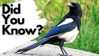 Things you need to know about MAGPIES [upl. by Halfon]