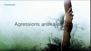 Reportage  Agressions animales  épis 10 [upl. by Ole]