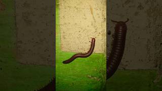 Millipede insect part 11 millipede centipede millipedes insects wildlife forest trending [upl. by Damian]