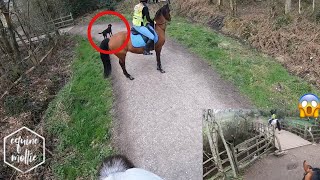 dog runs at us OVER the bridge amp galloping  GO PRO  equinemollie [upl. by Ambur519]