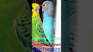 বাজরিগার পাখির সৌন্দর্য। Beauty of budgerigars budgerigar birds budgies SujonBirdHouse [upl. by Waugh746]