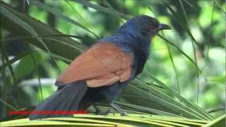 Crow Pheasant  Greater Coucal  Centropus Sinensis Bird [upl. by Adnarim437]