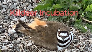 Killdeer Incubation bird birds birdslover [upl. by Patrica]