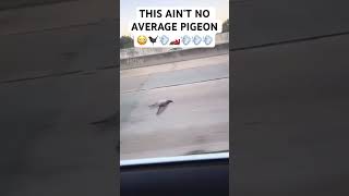 THIS AIN’T NO AVERAGE PIGEON😳🐦‍⬛ [upl. by Goeselt]