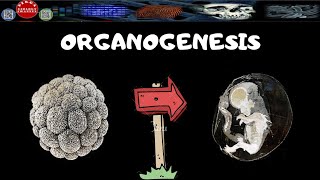 PEMBELAHAN ZIGOT PART 2ORGANOGENESIS  DIRGA BIOLOGY CHANNEL [upl. by Rapsag]