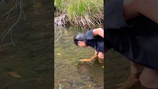 FRESHWATER yabbies freshwater yabbies river peaceful nature relaxing entertainment shorts [upl. by Sholes515]