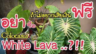 บอนไวท์ลาวา Colocasia White Lava ไม่อยากเสียเงินฟรีอย่าซื้อ  หลงไม้ใบ EP57 [upl. by Solraced]