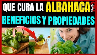 Beneficios De La ALBAHACA Para La Salud [upl. by Ahtel]