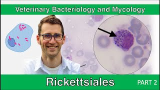 Rickettsiales Part 2  Veterinary Bacteriology and Mycology [upl. by Cindie]