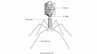 Diagram of bacteriophagewell labelled diagram bacteriophagebacteriophagehow to draw bacteriophage [upl. by Evol]