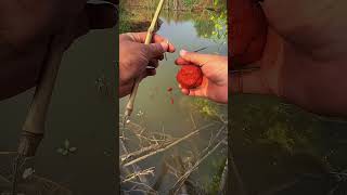 Fishing for big crucian carp by the river [upl. by Mila]