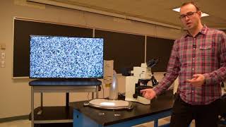 Petrographic Microscopy  thin sections demonstration [upl. by Ilbert]