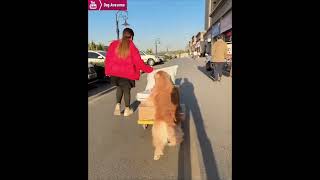 Golden Retriever helps his owner deliver express🤠 [upl. by Nallac]