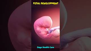 Incredible Fetus Development॥Fetus Growth Animation॥ Baby Development॥ health baby pregnancy [upl. by Gaskill]