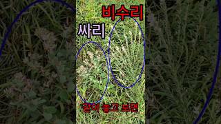 한 눈에 구별 Compare amp Identify the Bush Clover amp Lespedeza Cuneata in One Place [upl. by Redman381]