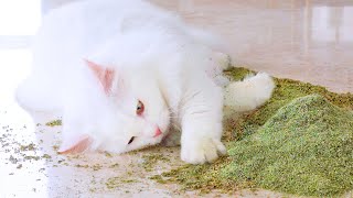 Cats React To Huge Pile Of Catnip [upl. by Aihsel331]