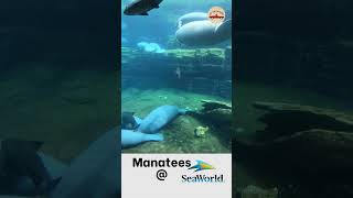 Manatees at the SeaWorld Orlando Rescue Center [upl. by Aina321]