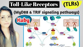 Tolllike Receptors kuby Part 2 MyD88 and Trif Dependent Signalling Pathway immunology hindi [upl. by Aiuqal]