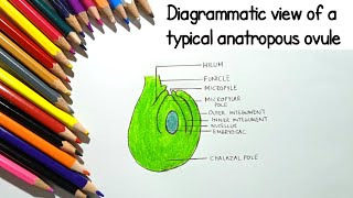 Structure of ovule diagrammatic representation class12 NCERT [upl. by Maurits]