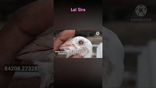 Flying pigeon most beautiful kabutarpigeon racerpigeon viralvideo birds ytshorts [upl. by Nohsram]