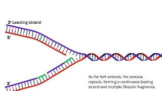 DNA Replication The Process Simplified [upl. by Ainsley]