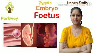 Difference between Zygote Embryo and Foetus biologyclass12 biologynotes [upl. by Georgy]