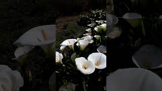 Calas alcatraz Zantedeschia aethiopica gardening gardennaturemusic beautiful live nature [upl. by Corbie]