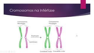 Breve descrição dos processos de mitose e meiose Enjoy [upl. by Adnohs956]