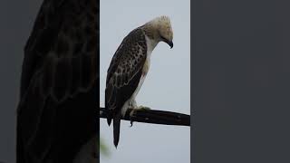 Changeable Hawk Eagle juvenile pale morph [upl. by Streeto54]